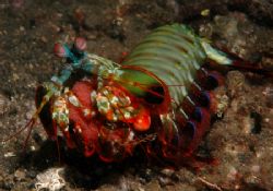 Another one from KBR 2005 - Mantis Shrimp out of its nest... by Simon Pickering 